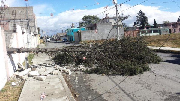 ARBOLES CAIDOS RAFAGAS DE VIENTO