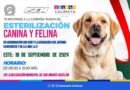 Calimaya anuncia nueva jornada de esterilización canina y felina